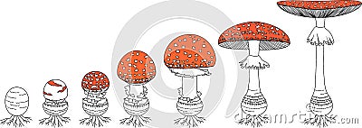 Life cycle of fly agaric mushroom. Stages of fly agaric (Amanita muscaria) fruiting body matures Vector Illustration